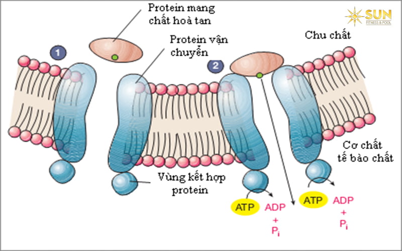 thuc-pham-bo-sung-protein
