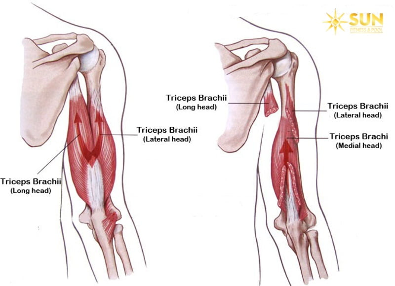 Cấu tạo cơ tam đầu