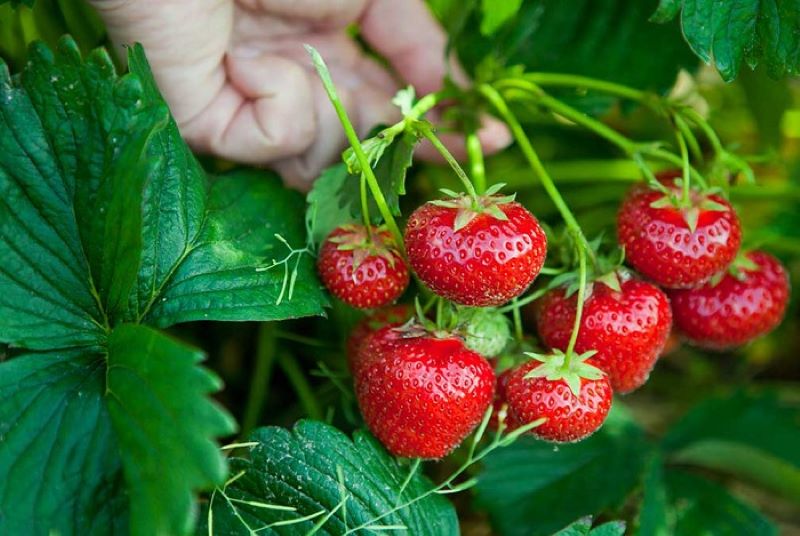 Quả dâu có chứa rất ít đường